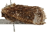  ( - BIOUG37741-E04)  @12 [ ] CreativeCommons - Attribution (2018) CBG Photography Group Centre for Biodiversity Genomics