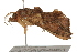  ( - BIOUG37738-B05)  @11 [ ] CreativeCommons - Attribution (2018) CBG Photography Group Centre for Biodiversity Genomics