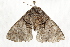  ( - BIOUG37738-C01)  @12 [ ] CreativeCommons - Attribution (2018) CBG Photography Group Centre for Biodiversity Genomics