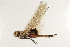  ( - BIOUG37518-H07)  @11 [ ] CreativeCommons - Attribution (2018) CBG Photography Group Centre for Biodiversity Genomics