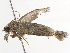  ( - BIOUG45814-A07)  @11 [ ] CreativeCommons - Attribution (2020) CBG Photography Group Centre for Biodiversity Genomics