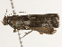  ( - BIOUG45814-E08)  @12 [ ] CreativeCommons - Attribution (2020) CBG Photography Group Centre for Biodiversity Genomics