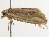  ( - BIOUG45815-D01)  @11 [ ] CreativeCommons - Attribution (2020) CBG Photography Group Centre for Biodiversity Genomics