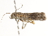  ( - BIOUG45816-A11)  @12 [ ] CreativeCommons - Attribution (2020) CBG Photography Group Centre for Biodiversity Genomics