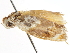  ( - BIOUG45816-C05)  @11 [ ] CreativeCommons - Attribution (2020) CBG Photography Group Centre for Biodiversity Genomics
