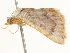  ( - BIOUG45817-C08)  @12 [ ] CreativeCommons - Attribution (2020) CBG Photography Group Centre for Biodiversity Genomics