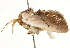  ( - BIOUG45817-D03)  @11 [ ] CreativeCommons - Attribution (2020) CBG Photography Group Centre for Biodiversity Genomics