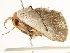  ( - BIOUG45817-D04)  @11 [ ] CreativeCommons - Attribution (2020) CBG Photography Group Centre for Biodiversity Genomics