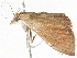  ( - BIOUG45817-D06)  @11 [ ] CreativeCommons - Attribution (2020) CBG Photography Group Centre for Biodiversity Genomics