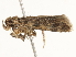  ( - BIOUG45817-D12)  @12 [ ] CreativeCommons - Attribution (2020) CBG Photography Group Centre for Biodiversity Genomics
