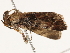  ( - BIOUG45817-F09)  @12 [ ] CreativeCommons - Attribution (2020) CBG Photography Group Centre for Biodiversity Genomics