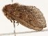  ( - BIOUG45817-H07)  @12 [ ] CreativeCommons - Attribution (2020) CBG Photography Group Centre for Biodiversity Genomics