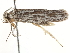  ( - BIOUG45818-C10)  @12 [ ] CreativeCommons - Attribution (2020) CBG Photography Group Centre for Biodiversity Genomics