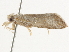  ( - BIOUG45819-E07)  @13 [ ] CreativeCommons - Attribution (2020) CBG Photography Group Centre for Biodiversity Genomics