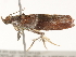  ( - BIOUG45820-D02)  @11 [ ] CreativeCommons - Attribution (2020) CBG Photography Group Centre for Biodiversity Genomics