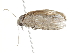  ( - BIOUG45820-F02)  @11 [ ] CreativeCommons - Attribution (2020) CBG Photography Group Centre for Biodiversity Genomics
