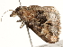  ( - BIOUG45820-H05)  @11 [ ] CreativeCommons - Attribution (2020) CBG Photography Group Centre for Biodiversity Genomics