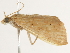  ( - BIOUG45821-H06)  @11 [ ] CreativeCommons - Attribution (2020) CBG Photography Group Centre for Biodiversity Genomics