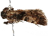  ( - BIOUG45821-H10)  @12 [ ] CreativeCommons - Attribution (2020) CBG Photography Group Centre for Biodiversity Genomics