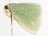  ( - BIOUG45822-C11)  @12 [ ] CreativeCommons - Attribution (2020) CBG Photography Group Centre for Biodiversity Genomics