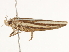  ( - BIOUG45824-A07)  @11 [ ] CreativeCommons - Attribution (2020) CBG Photography Group Centre for Biodiversity Genomics
