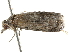  ( - BIOUG45812-A03)  @11 [ ] CreativeCommons - Attribution (2020) CBG Photography Group Centre for Biodiversity Genomics
