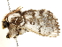  ( - BIOUG51281-B02)  @11 [ ] CreativeCommons - Attribution (2019) CBG Photography Group Centre for Biodiversity Genomics