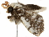  ( - BIOUG51281-B03)  @11 [ ] CreativeCommons - Attribution (2019) CBG Photography Group Centre for Biodiversity Genomics
