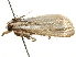  ( - BIOUG51281-C05)  @12 [ ] CreativeCommons - Attribution (2019) CBG Photography Group Centre for Biodiversity Genomics