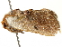  ( - BIOUG51281-C11)  @11 [ ] CreativeCommons - Attribution (2019) CBG Photography Group Centre for Biodiversity Genomics