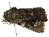  ( - BIOUG51281-F03)  @12 [ ] CreativeCommons - Attribution (2019) CBG Photography Group Centre for Biodiversity Genomics