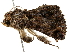  ( - BIOUG51282-B09)  @12 [ ] CreativeCommons - Attribution (2019) CBG Photography Group Centre for Biodiversity Genomics