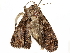  ( - BIOUG51282-D05)  @13 [ ] CreativeCommons - Attribution (2019) CBG Photography Group Centre for Biodiversity Genomics