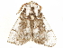  ( - BIOUG51282-D10)  @11 [ ] CreativeCommons - Attribution (2019) CBG Photography Group Centre for Biodiversity Genomics