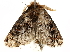  ( - BIOUG51282-E08)  @12 [ ] CreativeCommons - Attribution (2019) CBG Photography Group Centre for Biodiversity Genomics
