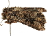  ( - BIOUG51282-F07)  @11 [ ] CreativeCommons - Attribution (2019) CBG Photography Group Centre for Biodiversity Genomics