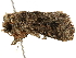  ( - BIOUG51282-G01)  @11 [ ] CreativeCommons - Attribution (2019) CBG Photography Group Centre for Biodiversity Genomics
