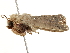  ( - BIOUG51282-G07)  @12 [ ] CreativeCommons - Attribution (2019) CBG Photography Group Centre for Biodiversity Genomics