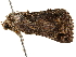  ( - BIOUG51283-A08)  @12 [ ] CreativeCommons - Attribution (2019) CBG Photography Group Centre for Biodiversity Genomics