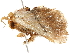  ( - BIOUG51284-A06)  @11 [ ] CreativeCommons - Attribution (2019) CBG Photography Group Centre for Biodiversity Genomics