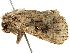  ( - BIOUG51284-A11)  @11 [ ] CreativeCommons - Attribution (2019) CBG Photography Group Centre for Biodiversity Genomics