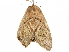  ( - BIOUG51284-E03)  @11 [ ] CreativeCommons - Attribution (2019) CBG Photography Group Centre for Biodiversity Genomics