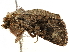  ( - BIOUG51284-F09)  @11 [ ] CreativeCommons - Attribution (2019) CBG Photography Group Centre for Biodiversity Genomics