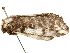  ( - BIOUG51285-B10)  @11 [ ] CreativeCommons - Attribution (2019) CBG Photography Group Centre for Biodiversity Genomics