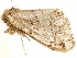  ( - BIOUG51285-D03)  @11 [ ] CreativeCommons - Attribution (2019) CBG Photography Group Centre for Biodiversity Genomics