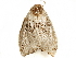  ( - BIOUG51285-D05)  @11 [ ] CreativeCommons - Attribution (2019) CBG Photography Group Centre for Biodiversity Genomics