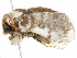  ( - BIOUG51286-A08)  @11 [ ] CreativeCommons - Attribution (2019) CBG Photography Group Centre for Biodiversity Genomics