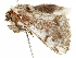  ( - BIOUG51286-A10)  @11 [ ] CreativeCommons - Attribution (2019) CBG Photography Group Centre for Biodiversity Genomics