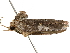  ( - BIOUG51286-B12)  @11 [ ] CreativeCommons - Attribution (2019) CBG Photography Group Centre for Biodiversity Genomics