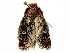  ( - BIOUG51286-C04)  @12 [ ] CreativeCommons - Attribution (2019) CBG Photography Group Centre for Biodiversity Genomics